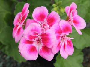 pelargonia jasnoróżowa z oczkiem