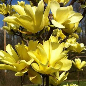 Magnolia Butterflies c3 50-90cm