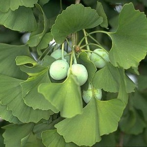 Miłorząb japoński dwuklapowy (Ginkgo biloba) c2 50cm