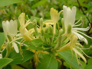 wiciokrzew japoński - Lonicera halliana - silnie pachnący