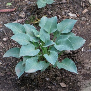 Funkia (Hosta) Pacyfic Blue Edger sadzonka
