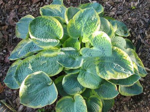 Funkia (Hosta) Stepping Out sadzonka