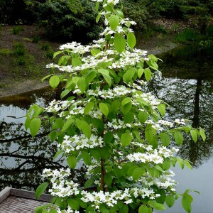 Kalina japońska (Viburnum plicatum) Kilimanjaro c3 140 cm