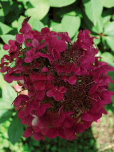 Hortensja bukietowa Wim's Red Hydrangea c2 40-60cm