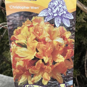 Azalia wielkokwiatowa (Azalea) Christopher Wren c3 50-55cm