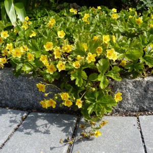 Pragnia syberyjska Forrest Sun (Waldsteinia ternata) sadzonka p9