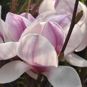 Magnolia pośrednia (Magnolia soulangeana) Superba c3 140-170 cm