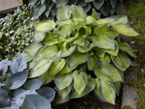 Funkia (Hosta) Bright Lights sadzonka