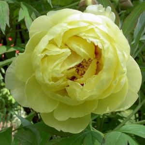 Piwonia drzewiasta (Paeonia suffruticosa) odm. chińska żólta sadzonka
