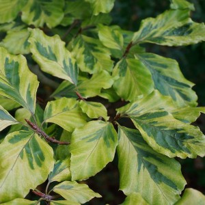 Buk pospolity (Fagus sylvatica) Albovariegata c3 80-100cm