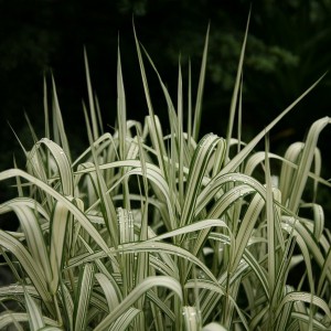 Miskant chiński (Miscanthus chinensis) Variegatus c1