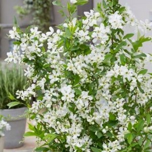 Obiela mieszańcowa (Exochorda macrantha) Blushing Pearl c3 100 cm