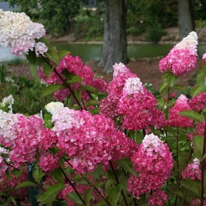 Hortensja bukietowa (Hydrangea) Fraise Melba na pniu