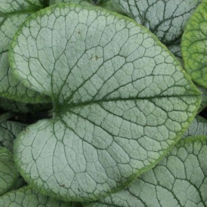 Brunera wielkolistna (Brunnera macrophylla) Silver Heart sadzonka