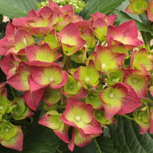 Hortensja ogrodowa (Hydrangea) Green Shadow c3 50cm