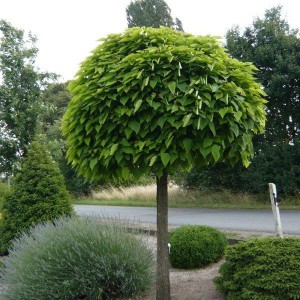 Katalpa, surmia (Catalpa) Nana c7 na nodze 120-130cm