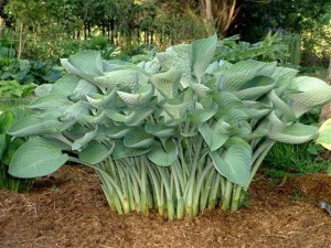 Funkia (Hosta) Tenryu sadzonka