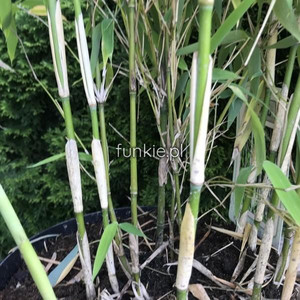 Bambus krzewiasty, paraslowaty (Fargesia murielae) Ivory Ibis c7,5 90-120cm