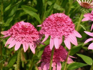 jeżówka purpurowa - Echinacea Razzmatazz
