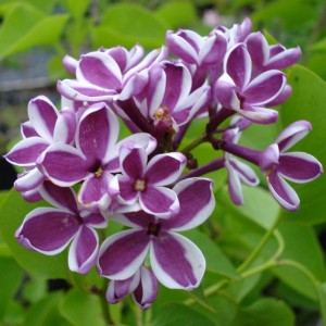 Bez - lilak pospolity (Syringa) Sensation c1 40-50 cm