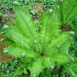 Pióropusznik strusi (Matteuccia struthiopteris) paproć sadzonka