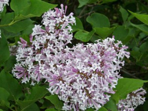 lilak rozpierzchły - Syringa patula Miss Kim