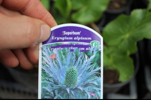 Mikołajek alpejski (Eryngium alpinum) Superbum c3 sadzonka