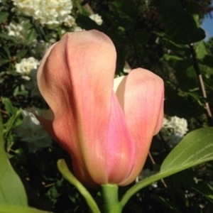 Magnolia Flamingo c3 80-100cm