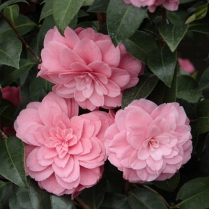 Kamelia japońska (Camellia japonica) Mrs Tingley c2 120-140cm