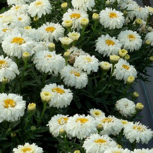 Jastrun (Leucanthemum) Macaroon sadzonka