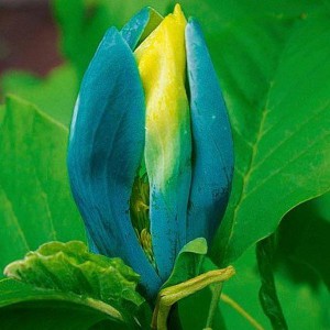 Magnolia Blue Opal c 7,5 ok. 100 cm
