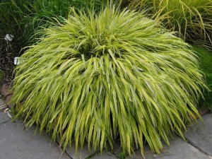Trawa bambusowa (Hakonechloa) Aureola