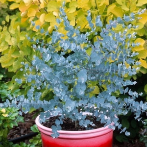 Eukaliptus niebieski (Eukaliptus gunnii) drzewko c1  30-35cm
