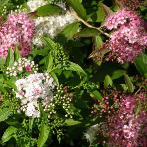 Tawuła japońska (Spiraea japonica) Shirobana c2 30-40cm