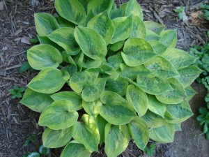 funkia - (Hosta) Radiant Edger