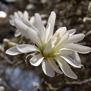 Magnolia gwiaździsta (Magnolia stellata) Royal Star c3 70-100cm
