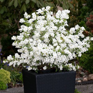 Obiela mieszańcowa (Exochorda macrantha) Niagara c3 60 cm