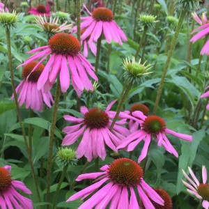Jeżówka purpurowa (Echinacea) Kim's Knee High sadzonka