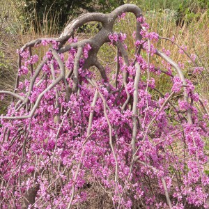Judaszowiec kanadyjski (Cercis canadensis) Covey syn. Lavender Twist c5 150-180cm
