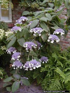 hortensja macrophylla aspera - rzadki i piękny krzew p12