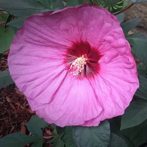 Hibiskus bylinowy (Hibiscus) Berry Awesome p12