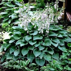 Funkia (Hosta) Blue Cadet c1