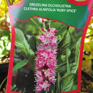 Orszelina olcholistna (Clethra alnifolia) Ruby Spice c2  60-80 cm