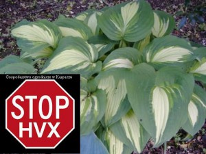 Funkia (hosta) Elizabeth Campbell c1