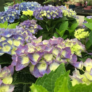 Hortensja ogrodowa (Hydrangea) Jip Blue c3 40-50cm