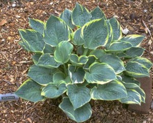 Funkia (Hosta) Crusader sadzonka