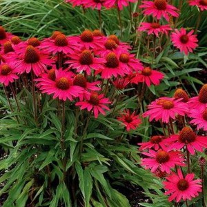 Jeżówka purpurowa (Echinacea) Amazing Dream sadzonka