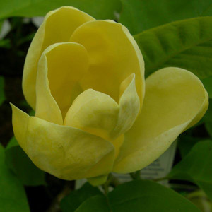 Magnolia Yellow Bird c3 100-130cm