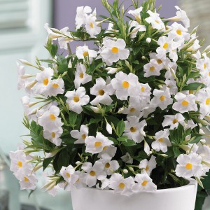 Sandewilla (Sundaville, dipladenia) Classic Pearl sadzonka