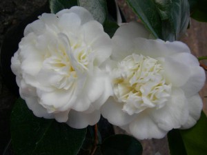 Kamelia japońska (Camelia japonica) Nobilissima